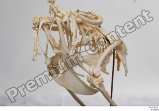 Chicken skeleton chicken skeleton 0009.jpg